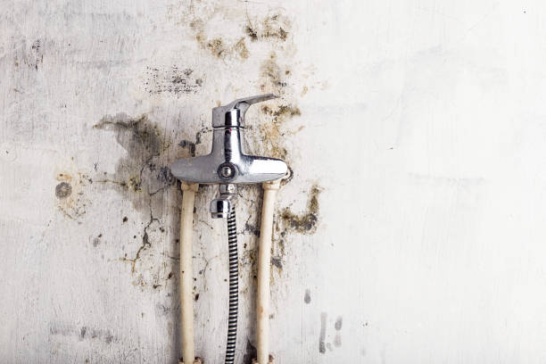 Best Emergency Mold Removal  in Temperance, MI