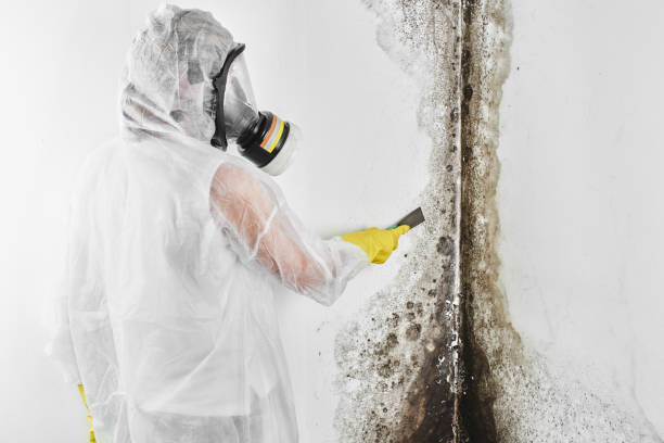 Best Mold Testing  in Temperance, MI