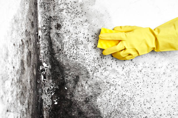 Mold Removal and Inspection in Temperance, MI