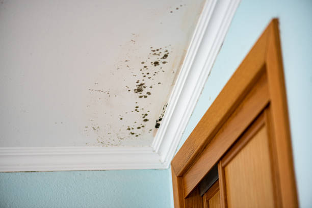 Mold Testing and Removal in Temperance, MI