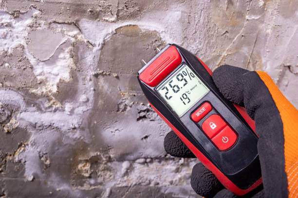 Best Attic Mold Removal  in Temperance, MI