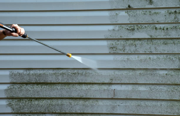 Best Mold Removal Process  in Temperance, MI