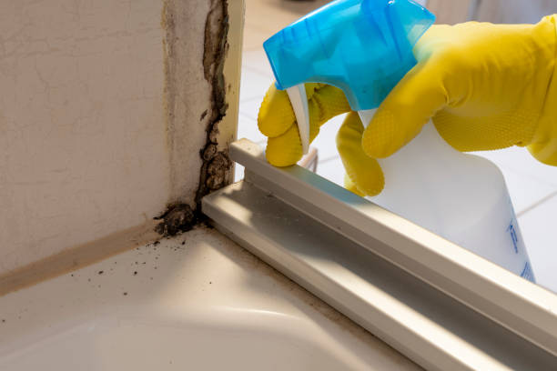 Best Crawl Space Mold Removal  in Temperance, MI