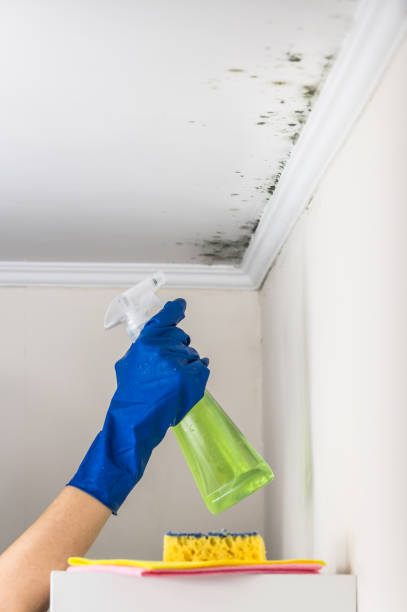 Best Black Mold Removal  in Temperance, MI