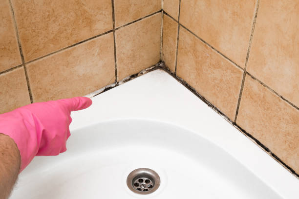 Best Mold Removal Company Near Me  in Temperance, MI